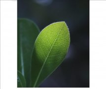 誰說手機能夠替代單反相機拍照？